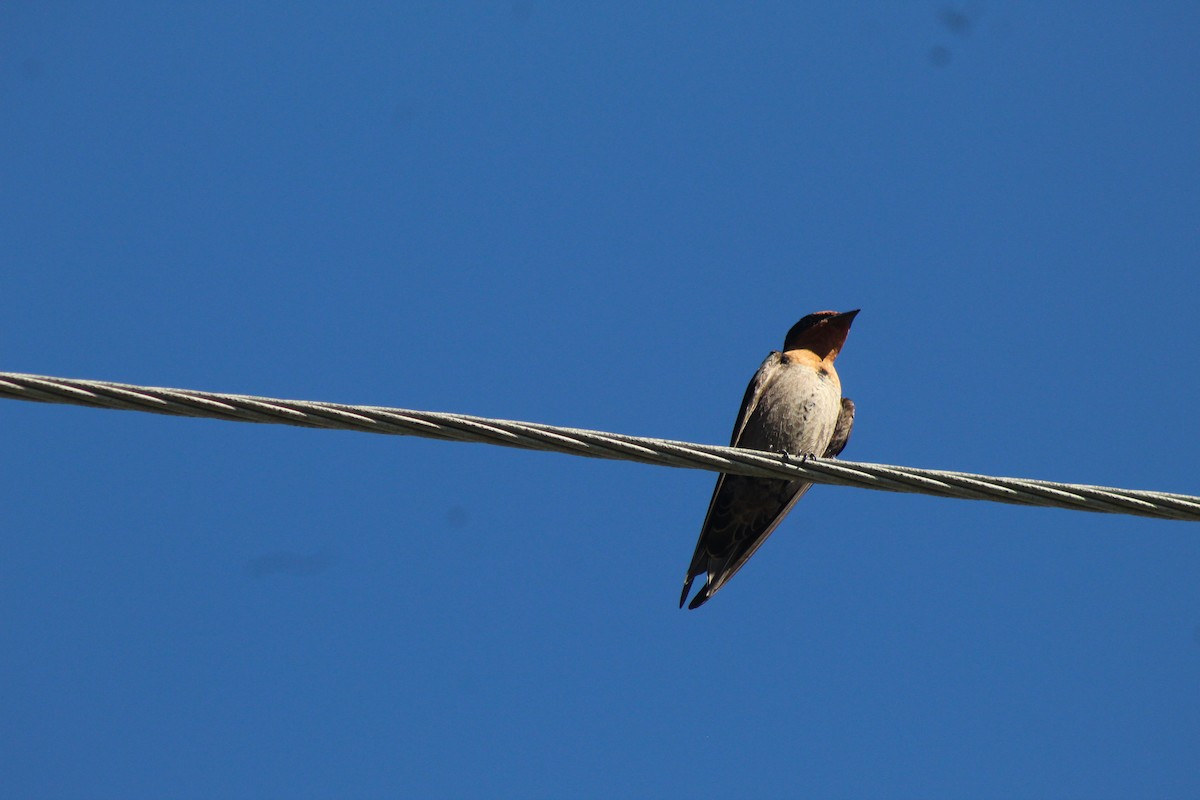 Pacific Swallow - ML621755293