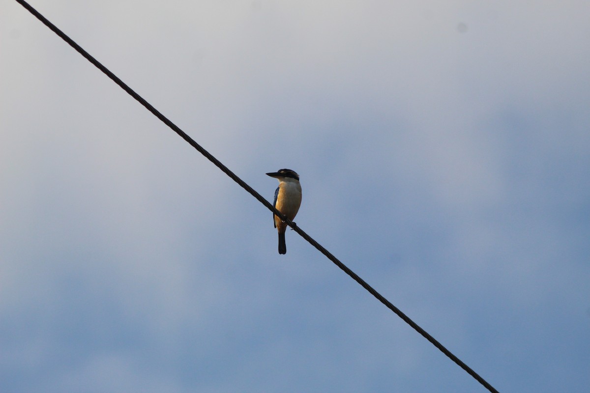 Pacific Kingfisher - ML621755348