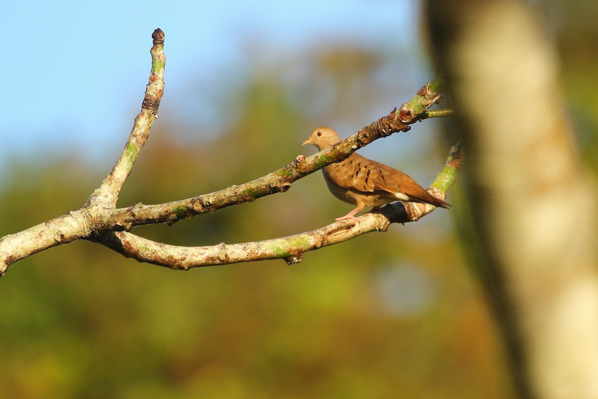 Ruddy Ground Dove - ML621755359