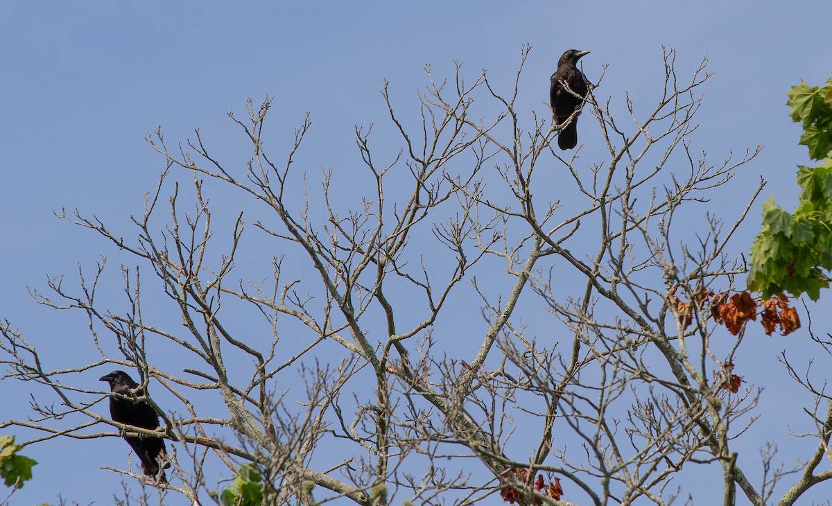 Common Raven - Ryan Rochette