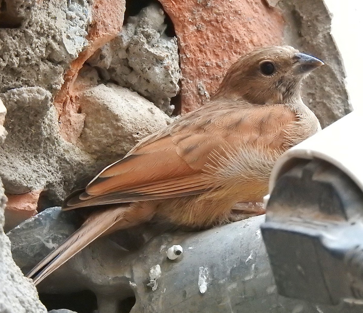 House Bunting - Antonio Jesús Sepúlveda