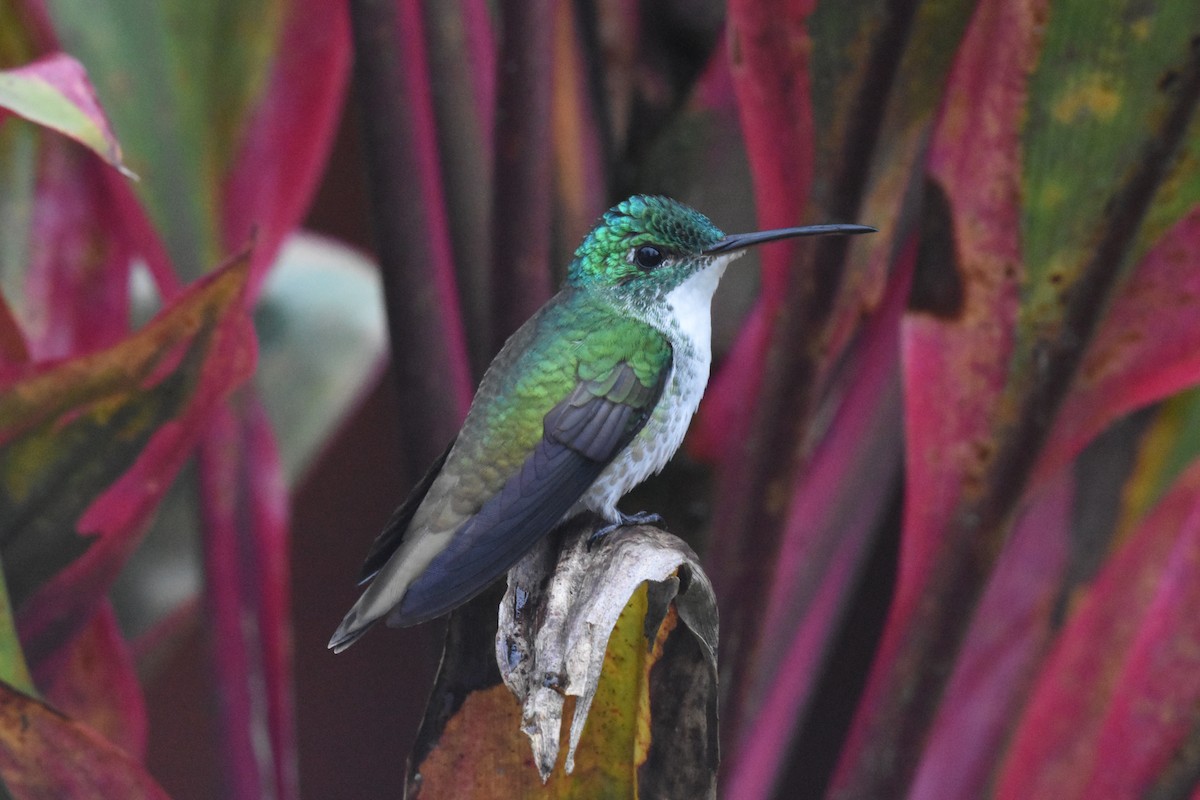 Andean Emerald - ML621755442