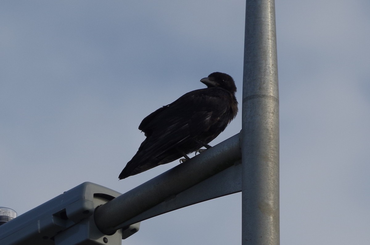 Carrion Crow - ML621755483