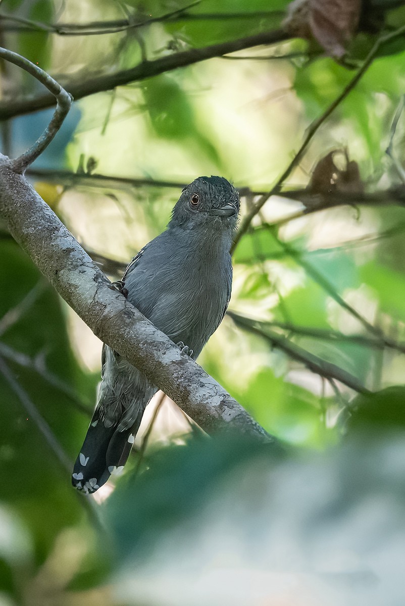 Natterer's Slaty-Antshrike - ML621755505