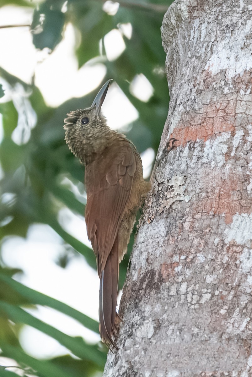 Amazonian Barred-Woodcreeper (Xingu) - ML621755525