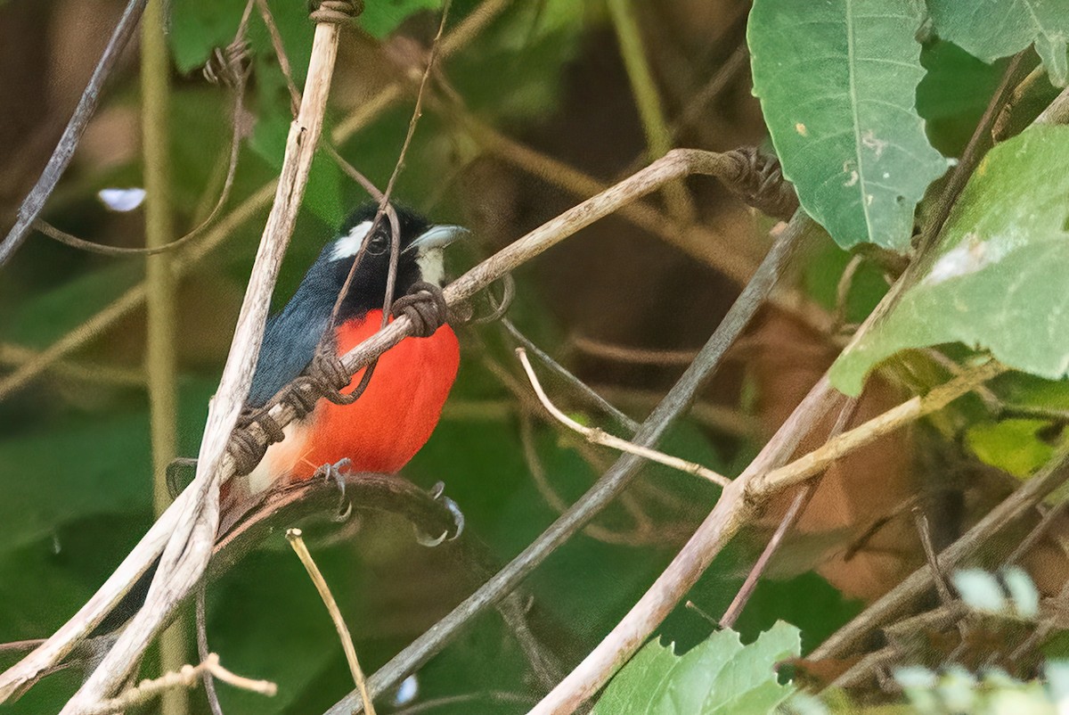 Rose-breasted Chat - ML621755552