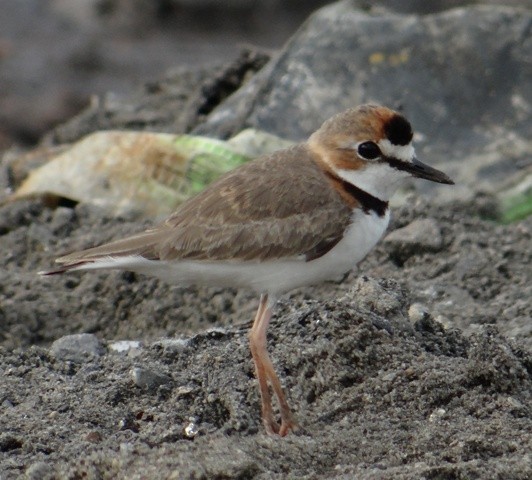 Collared Plover - ML621755607
