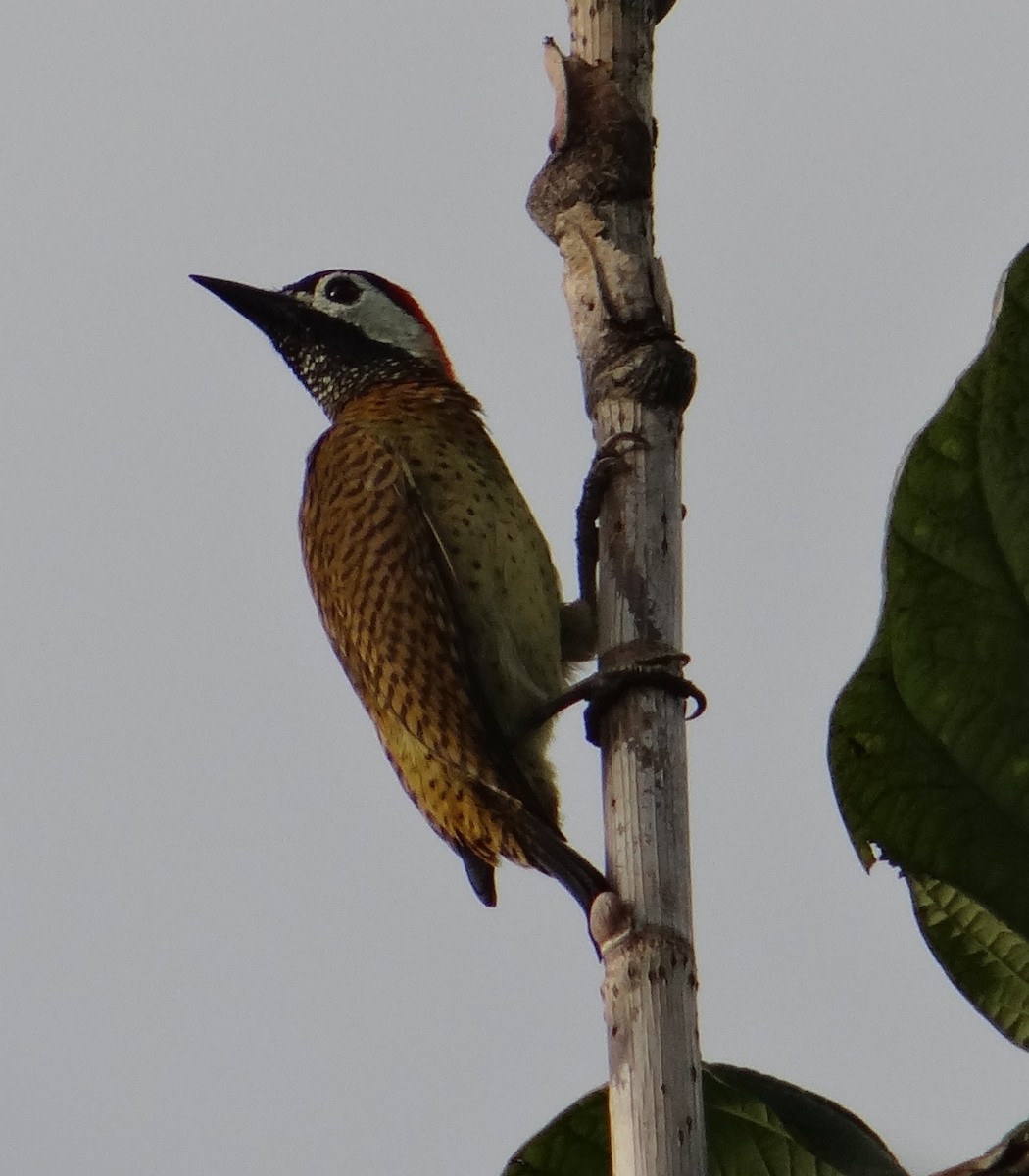 Spot-breasted Woodpecker - ML621755656