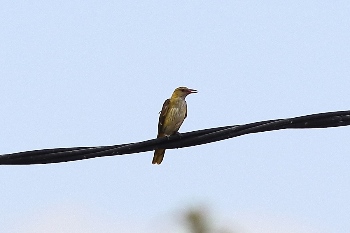 Eurasian Golden Oriole - ML621755660