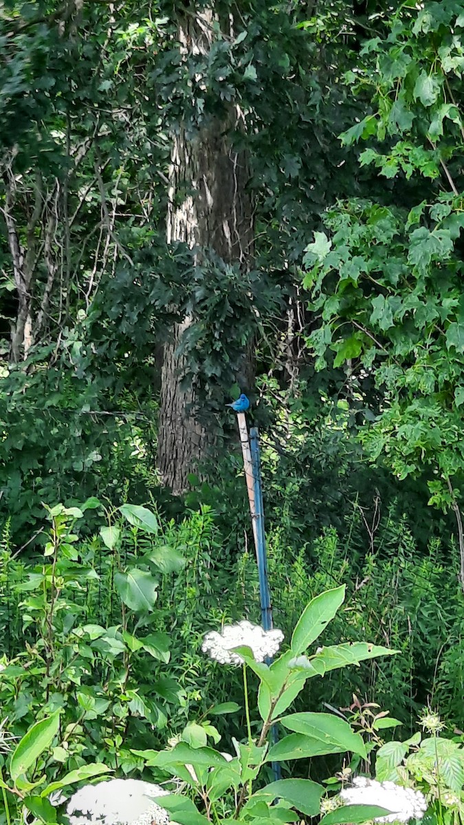 Indigo Bunting - ML621755673