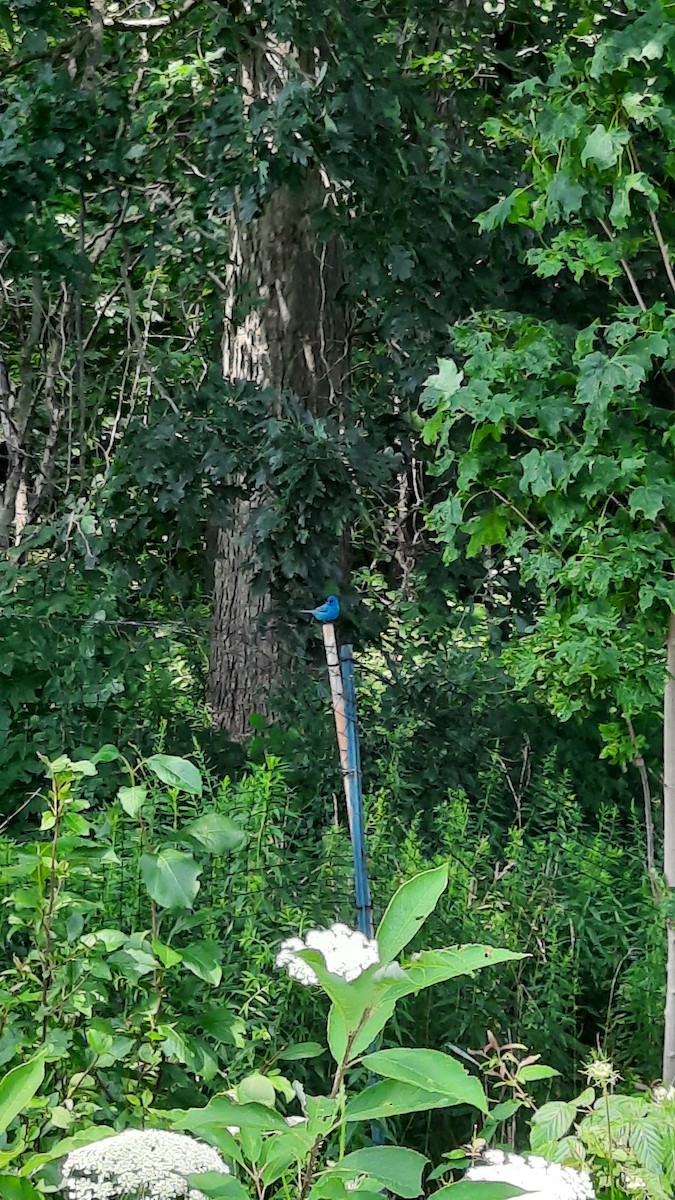Indigo Bunting - ML621755674