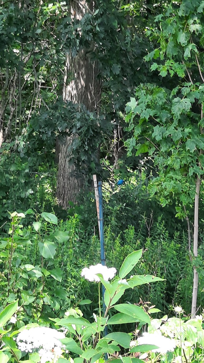 Indigo Bunting - ML621755675