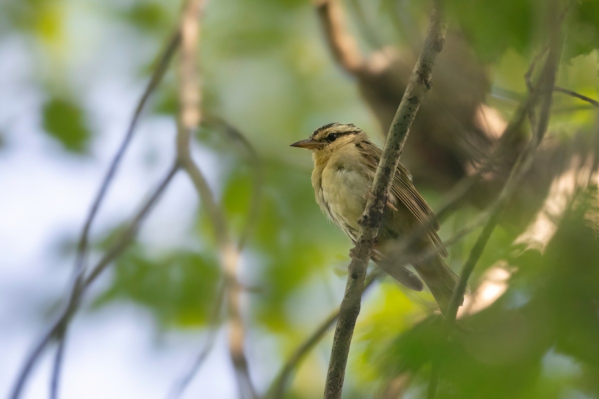 Worm-eating Warbler - ML621755676