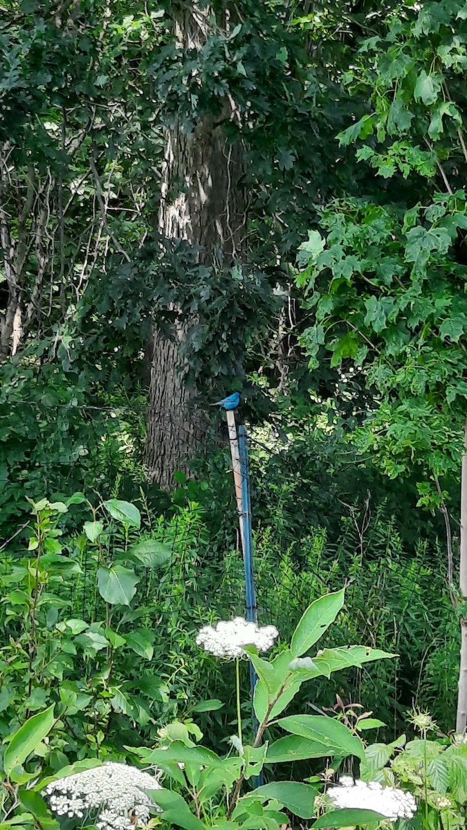 Indigo Bunting - ML621755677