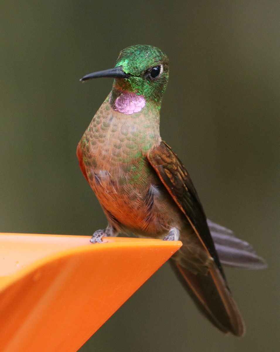 Fawn-breasted Brilliant - ML621755783