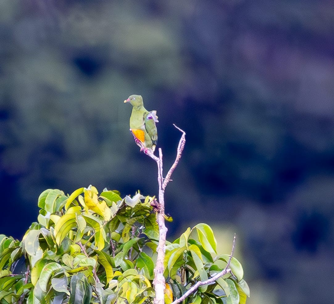 Orange-bellied Fruit-Dove - ML621755893