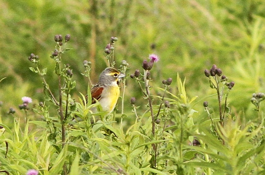 Dickcissel - ML62175591