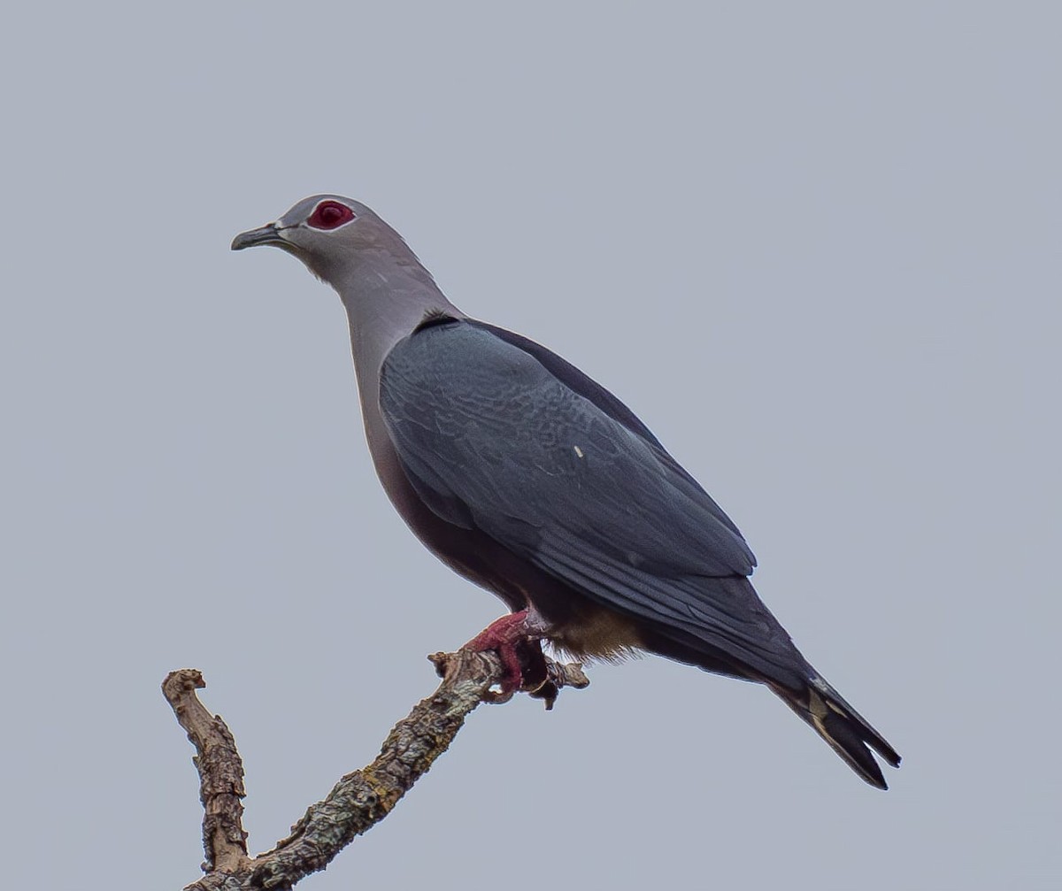 Pinon's Imperial-Pigeon - ML621755919