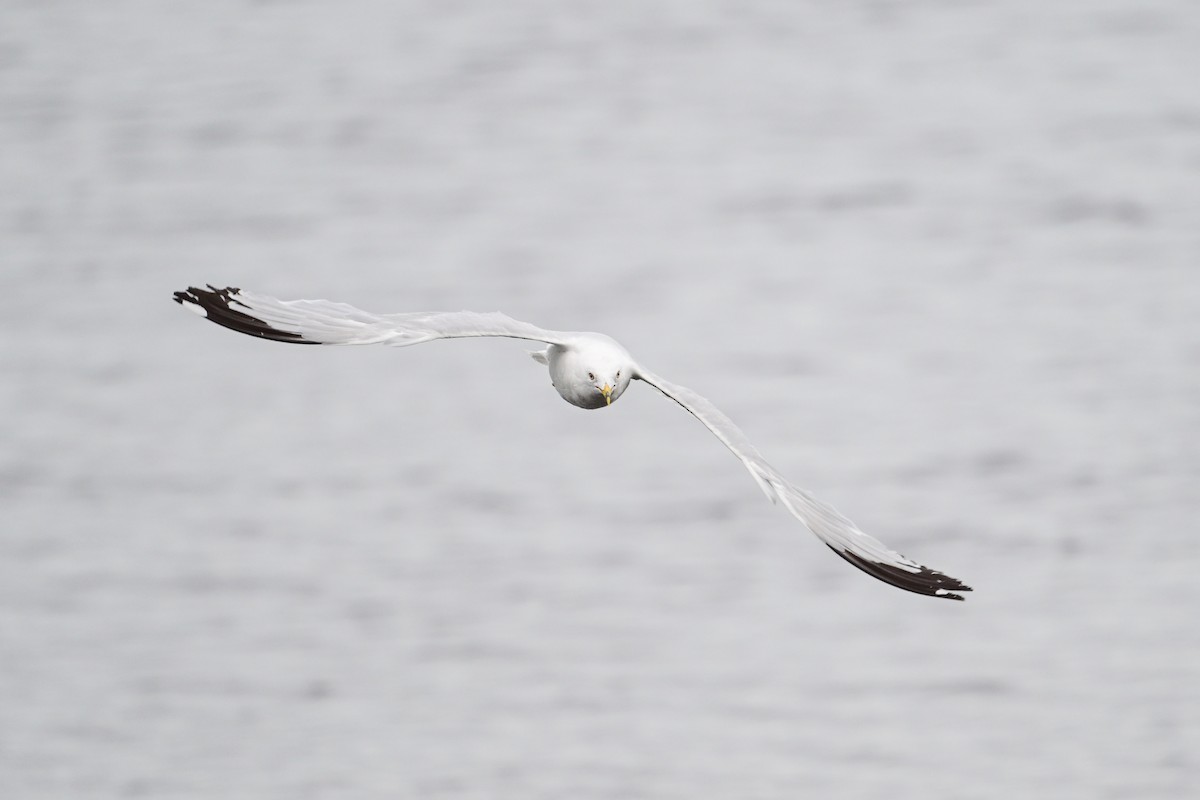 Ring-billed Gull - ML621755939