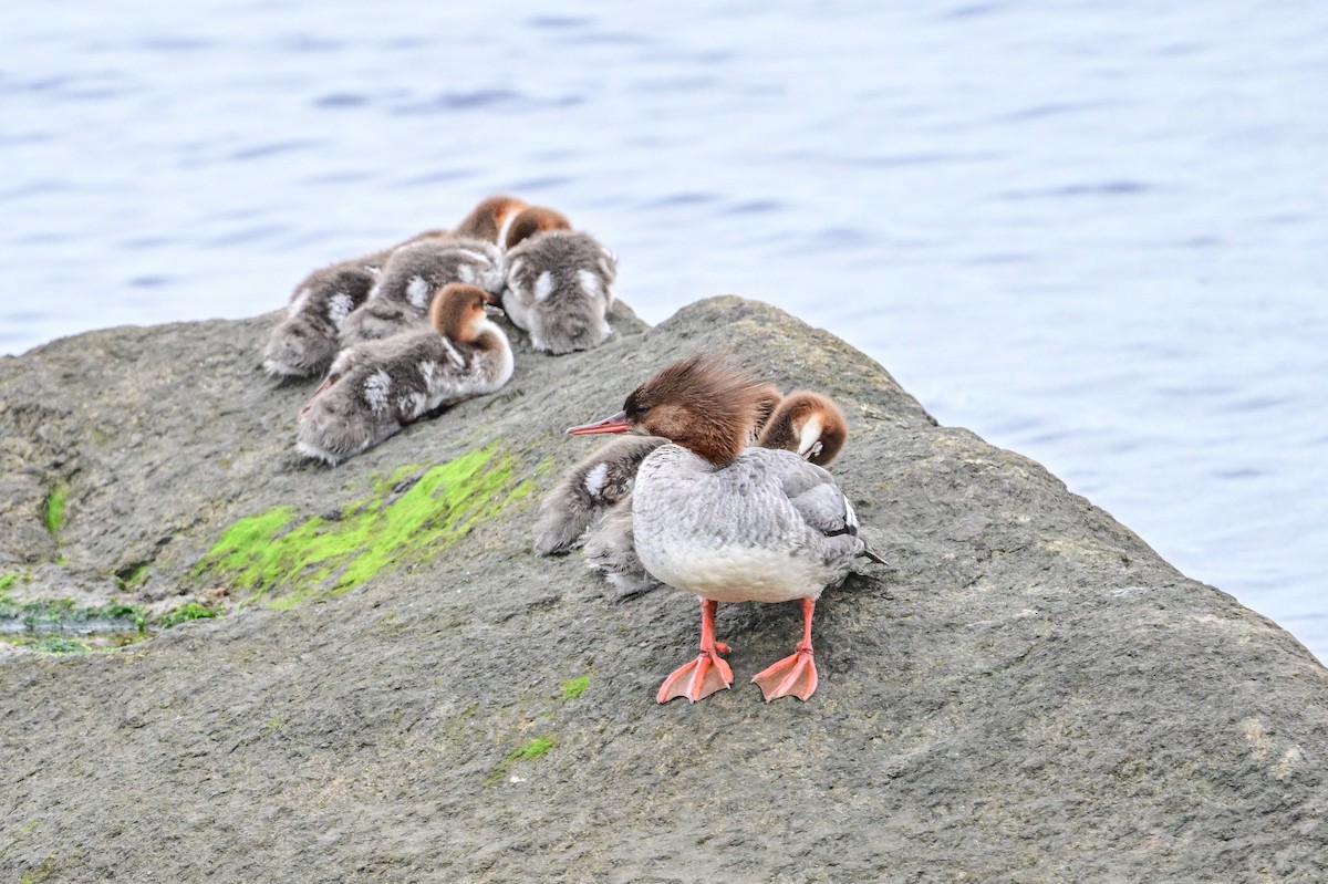 Common Merganser - ML621755950