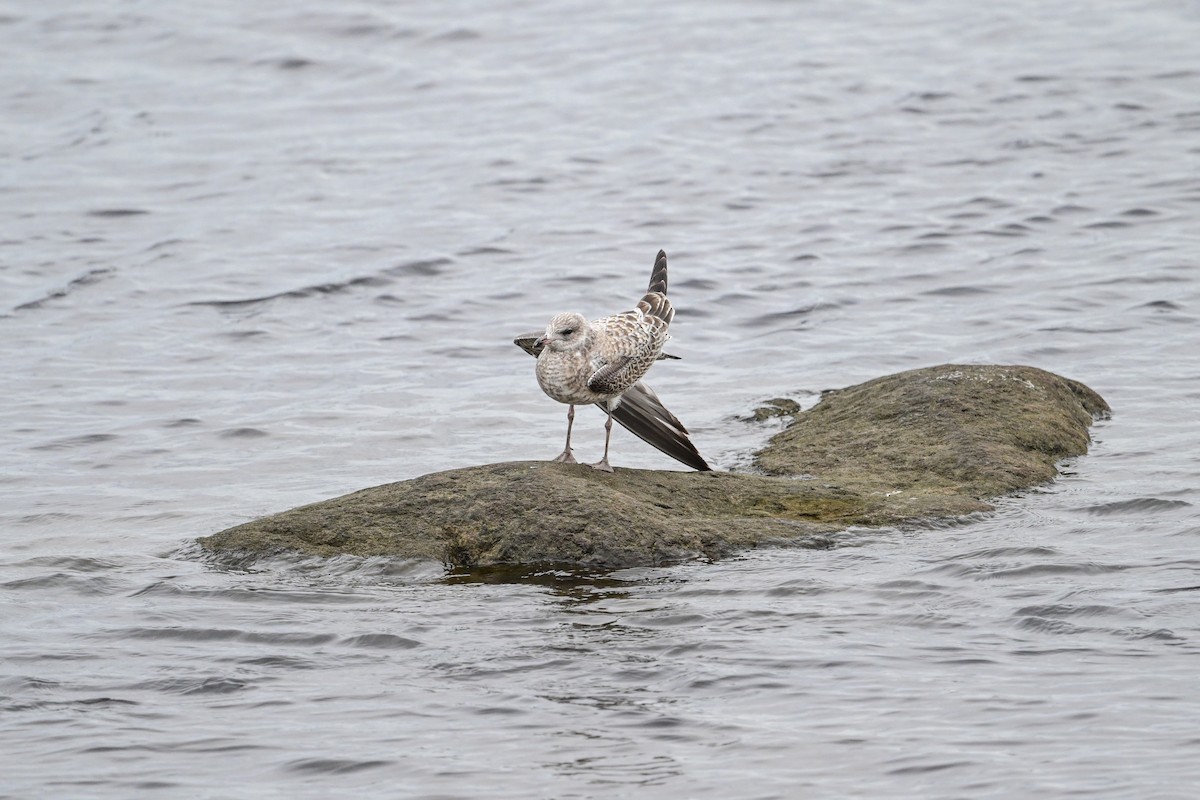 Ring-billed Gull - ML621755952