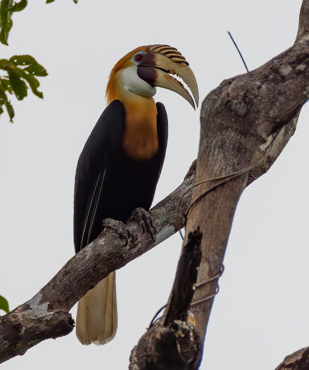 Blyth's Hornbill - Natalia Escobar