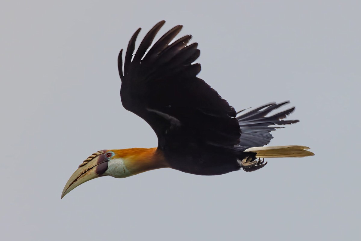 Blyth's Hornbill - ML621755960