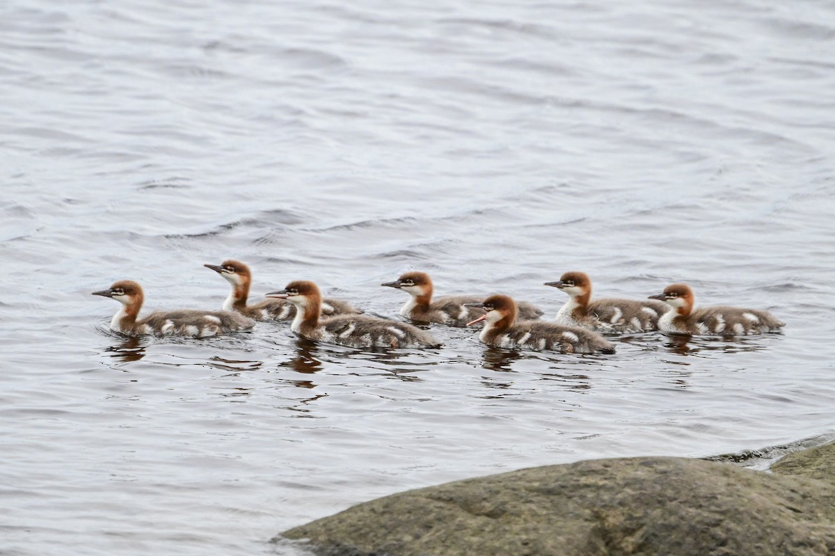 Common Merganser - ML621755963