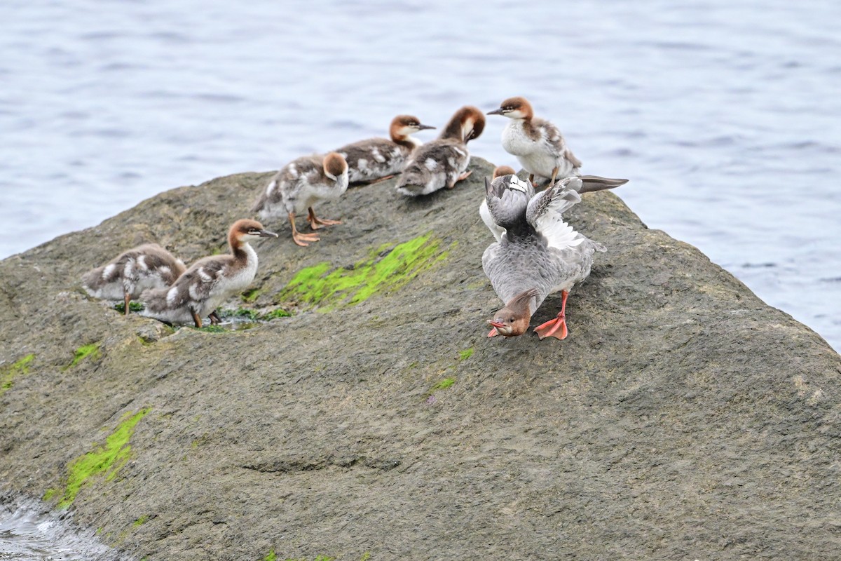 Common Merganser - ML621755964