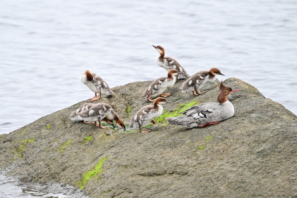 Common Merganser - Serg Tremblay