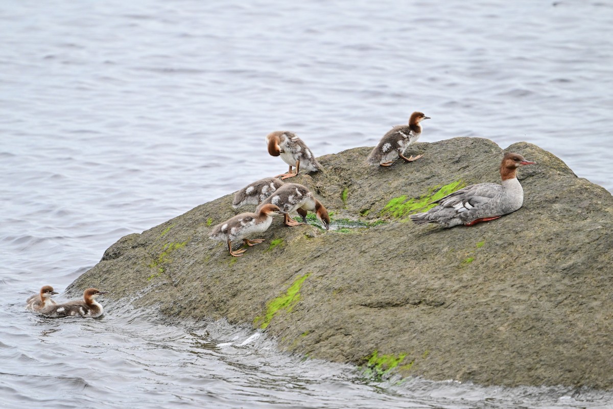 Common Merganser - ML621755967