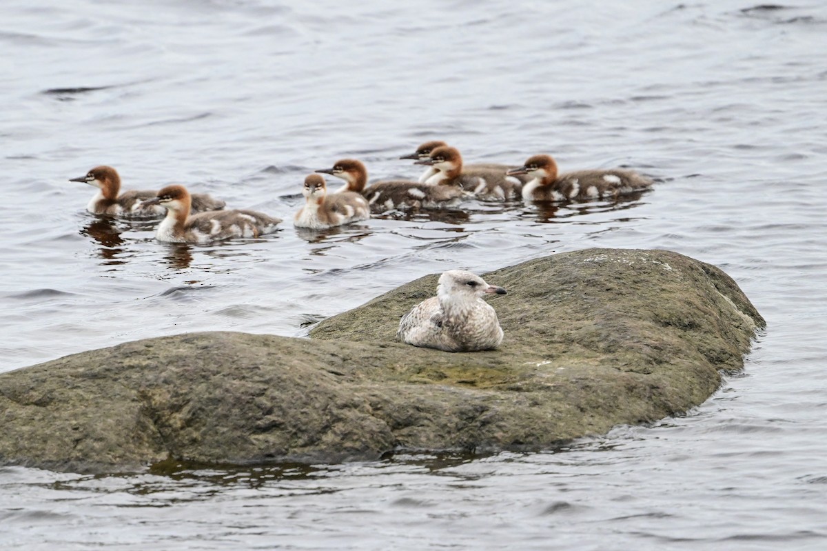 Ring-billed Gull - ML621755969