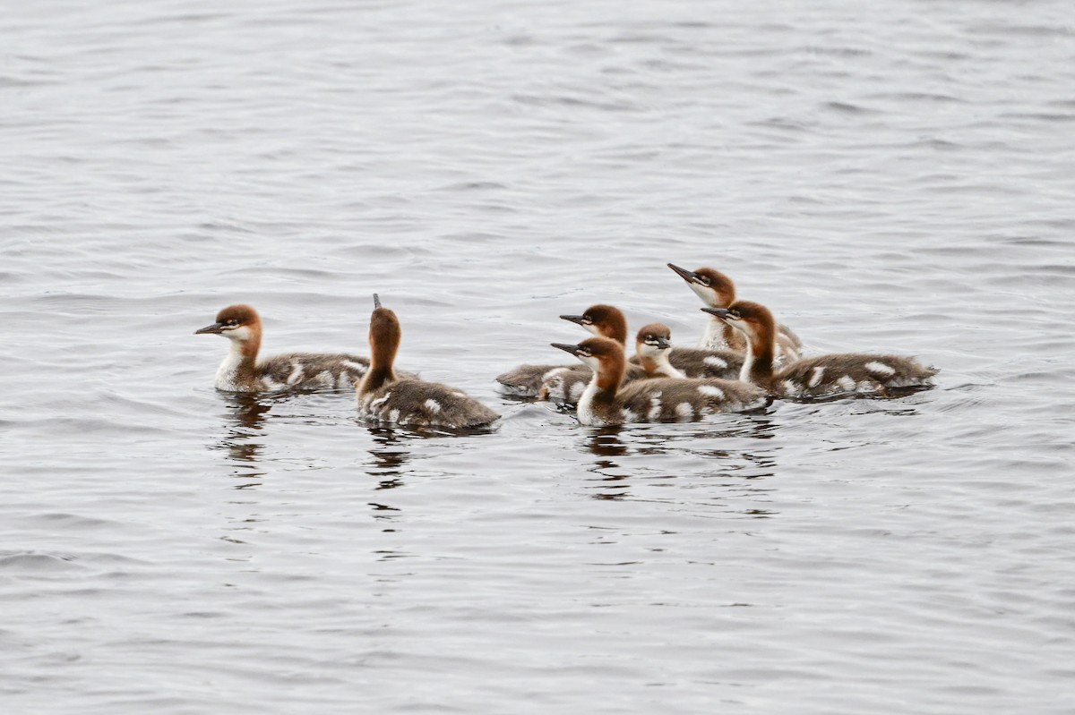 Common Merganser - ML621755973