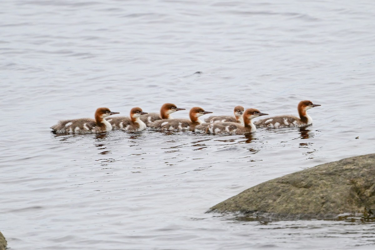 Common Merganser - ML621755974