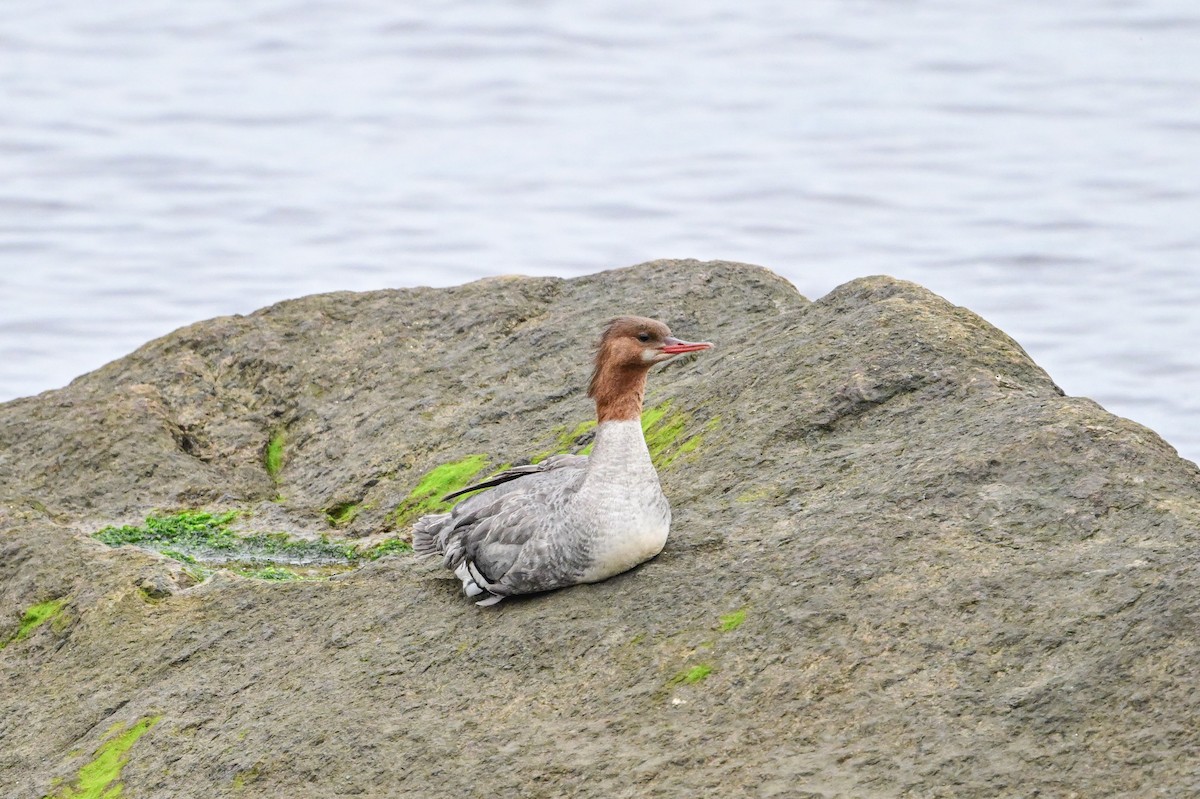 Common Merganser - ML621755975