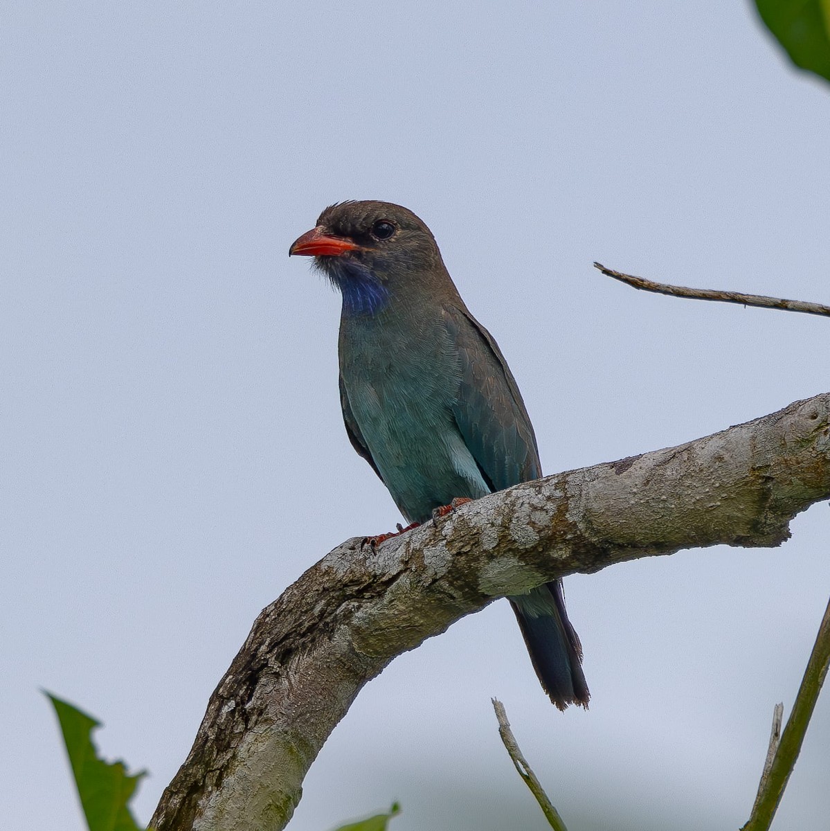 Dollarbird - ML621755982