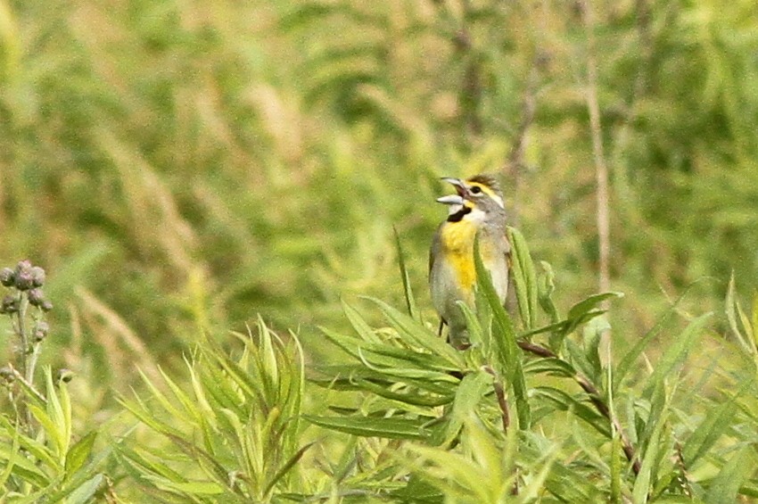 Dickcissel - ML62175601