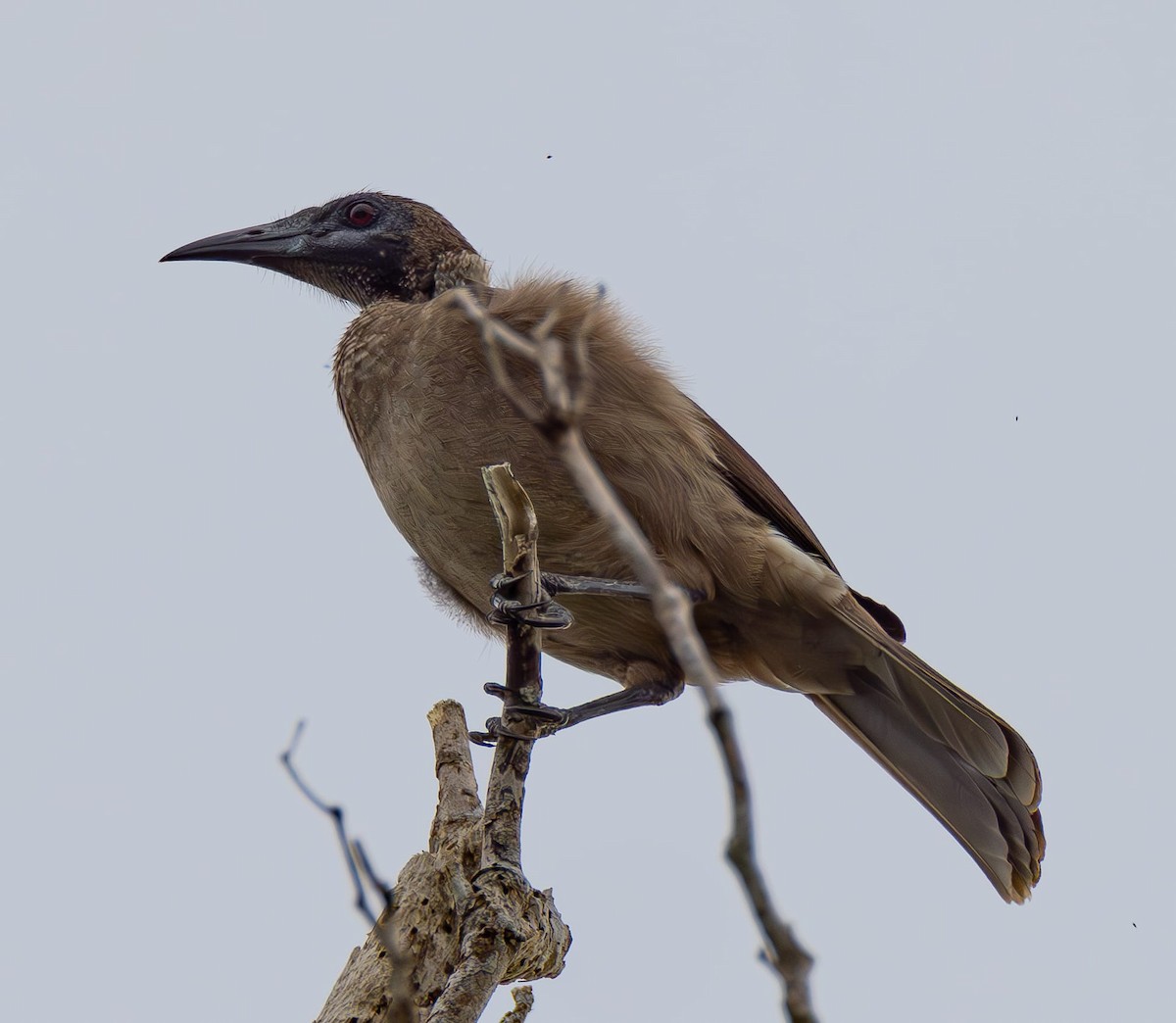 Helmeted Friarbird - ML621756023