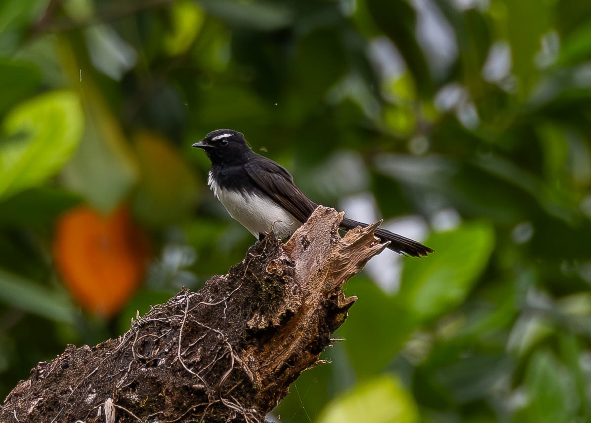 Willie-wagtail - ML621756041