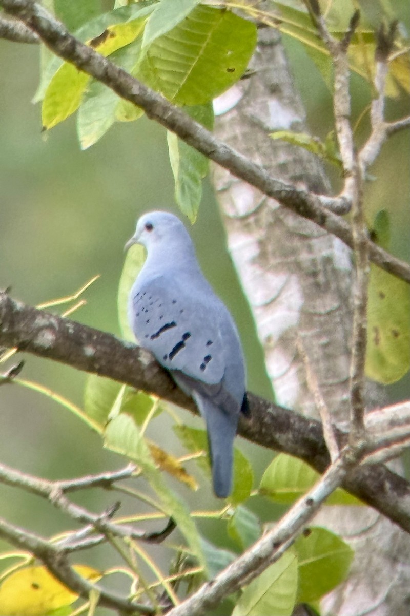 Blue Ground Dove - ML621756088