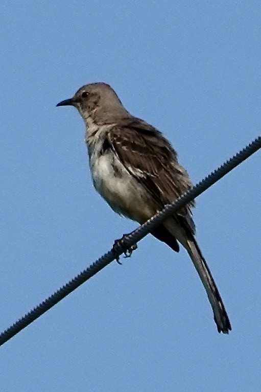 Northern Mockingbird - Tom Shepard