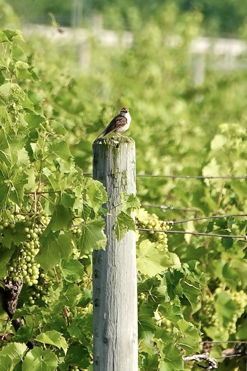 Chipping Sparrow - ML621756137