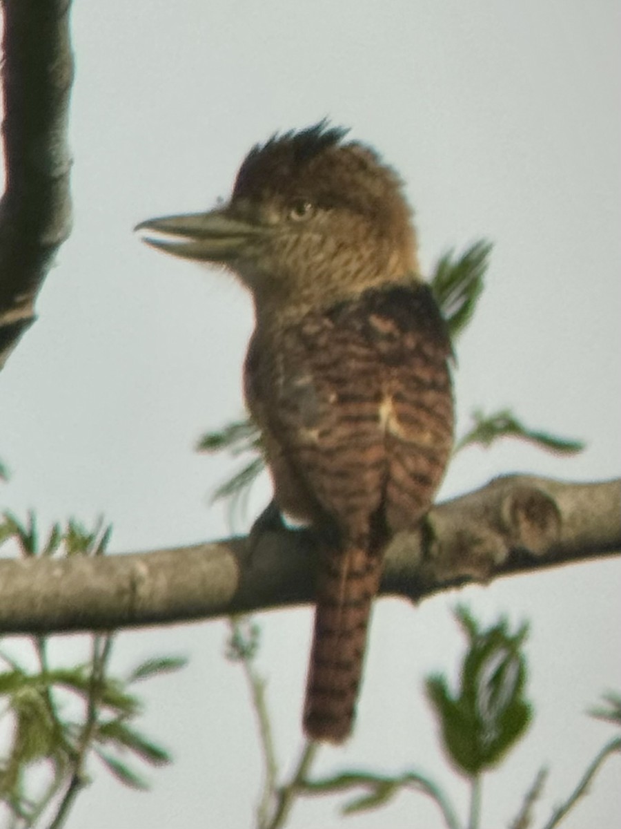 Barred Puffbird - ML621756139