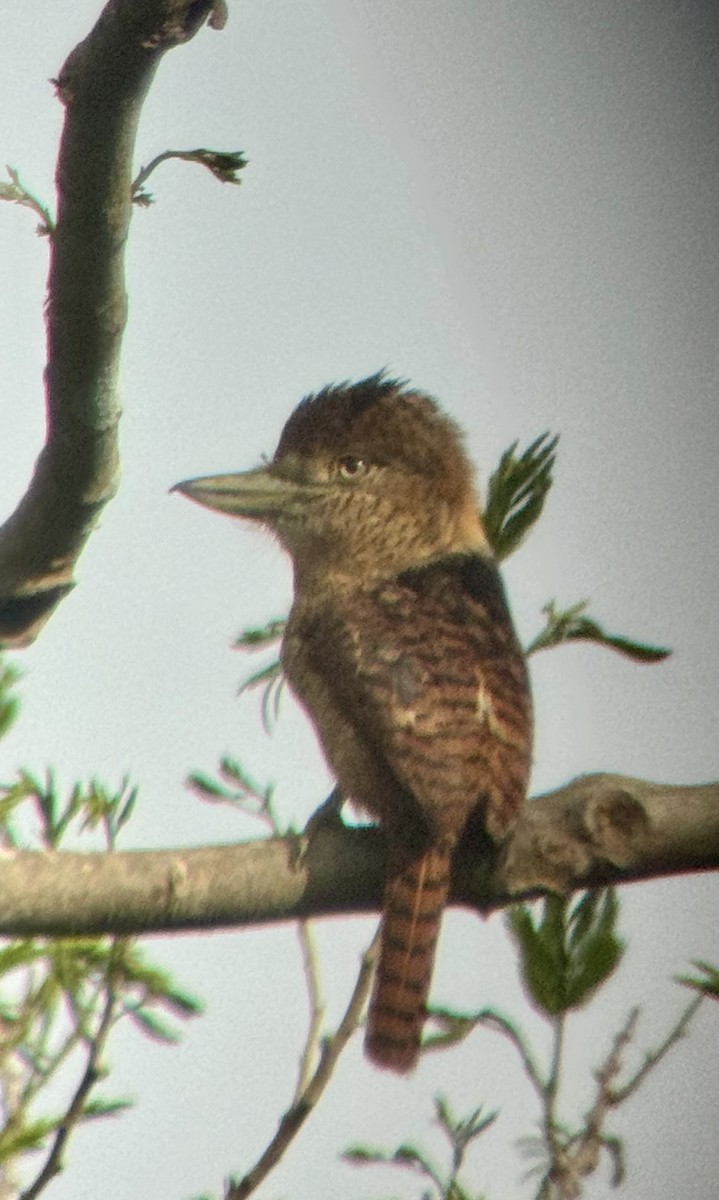 Barred Puffbird - ML621756140