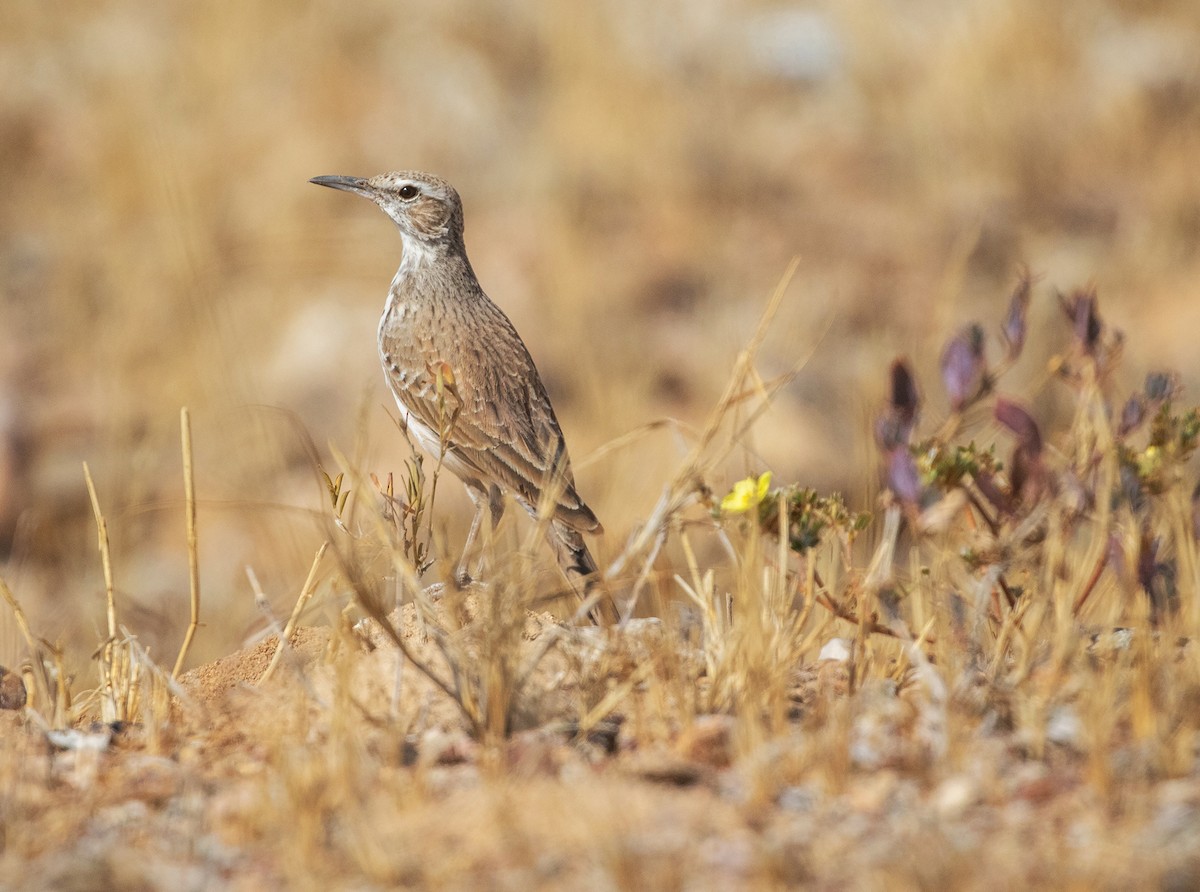 Karoo Long-billed Lark (Benguela) - ML621756165