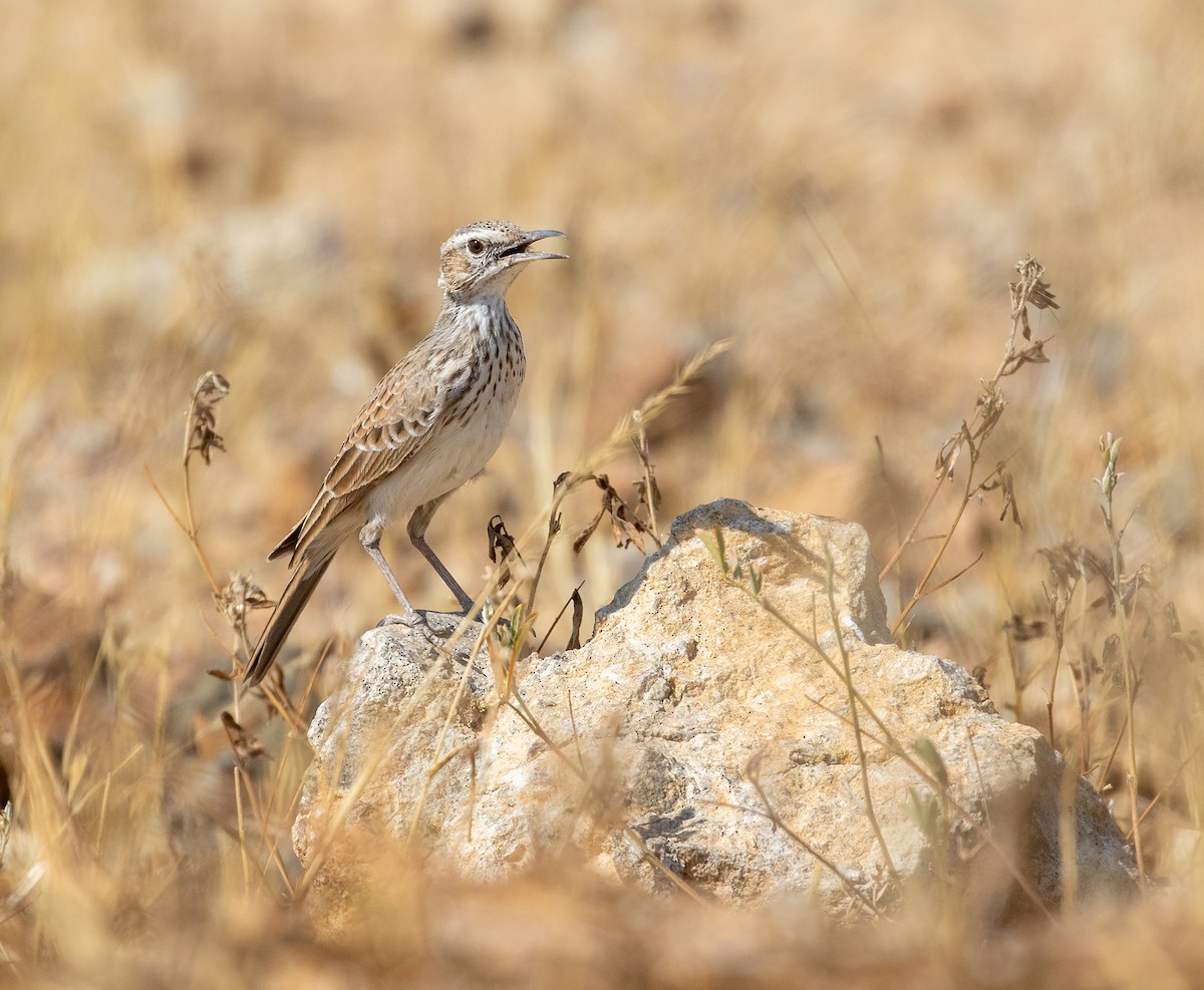 Karoo Long-billed Lark (Benguela) - ML621756169