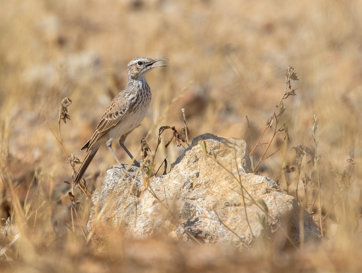 Karoo Long-billed Lark (Benguela) - ML621756177