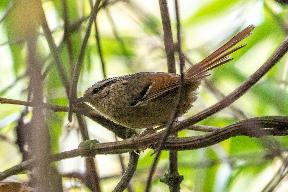 Rufous-tailed Antbird - ML621756216