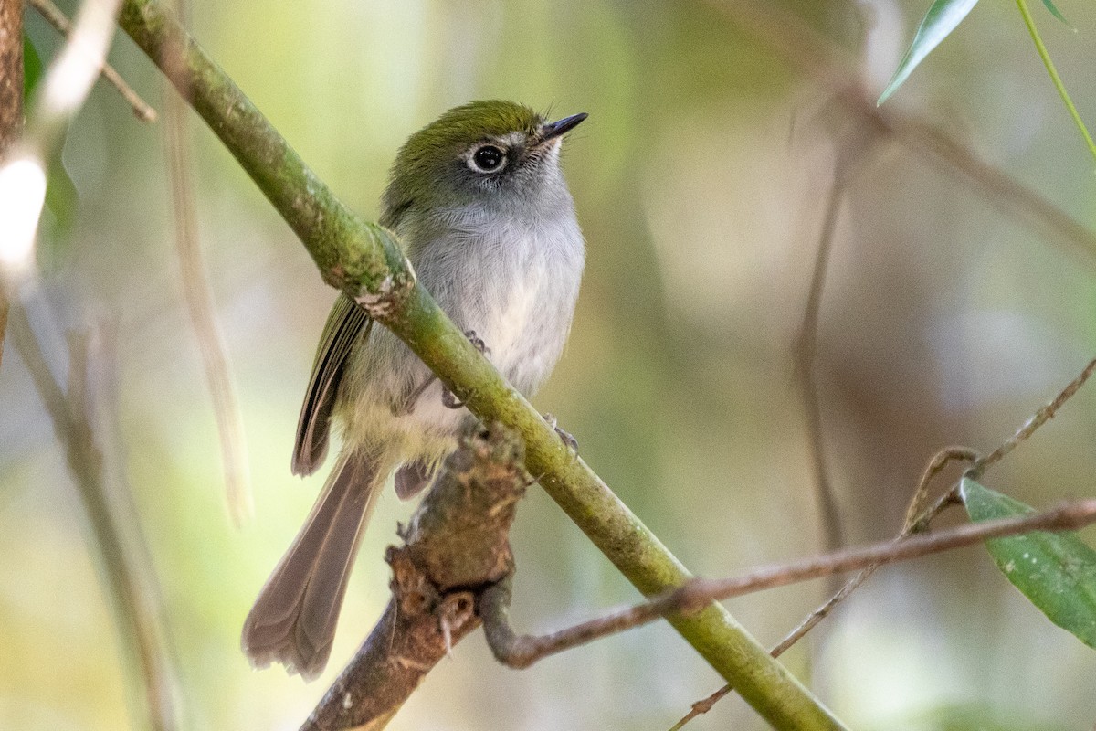 Serra do Mar Bristle-Tyrant - ML621756218