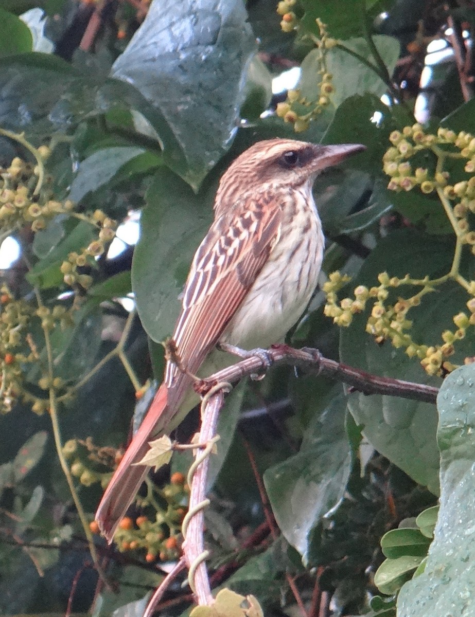 Streaked Flycatcher (Northern) - ML621756236